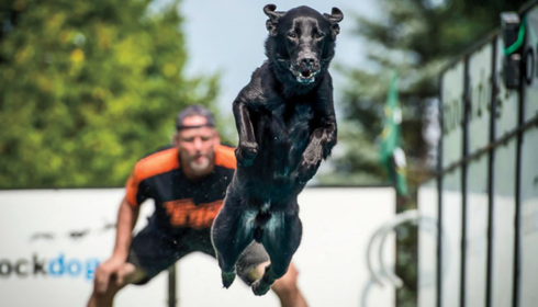 Find the Best Dog Dock Jumping Near Me Today